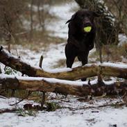 Labrador retriever Aslan *-Bor hos hans hundefar-*