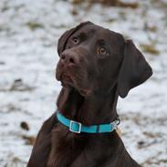 Labrador retriever Aslan *-Bor hos hans hundefar-*