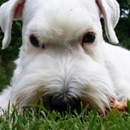 Sealyham terrier Asterix