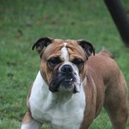 Engelsk bulldog Bobo
