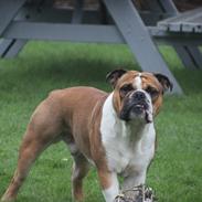 Engelsk bulldog Bobo