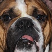 Engelsk bulldog Bobo