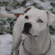 Blanding af racer Mika