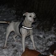 Blanding af racer Mika