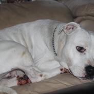 Blanding af racer Mika