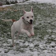 Blanding af racer Mika