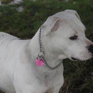 Blanding af racer Mika