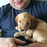 Cocker spaniel Molly