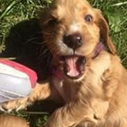 Cocker spaniel Molly