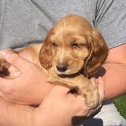 Cocker spaniel Molly