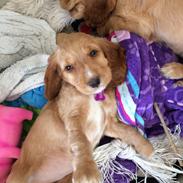 Cocker spaniel Molly