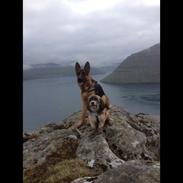 Schæferhund Roager's Onko Balto