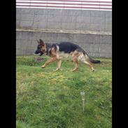 Schæferhund Roager's Onko Balto