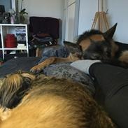 Schæferhund Roager's Onko Balto