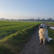 Golden retriever Aslan [Baily Bit]