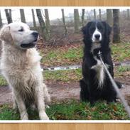 Golden retriever Aslan [Baily Bit]