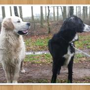 Golden retriever Aslan [Baily Bit]