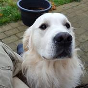 Golden retriever Aslan [Baily Bit]