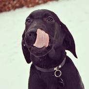 Blanding af racer Anton