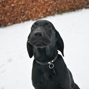 Blanding af racer Anton