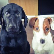 Blanding af racer Anton