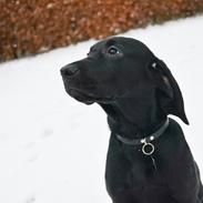 Blanding af racer Anton