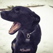 Blanding af racer Anton