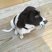 Drentsche patrijshond Frigg