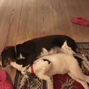 Drentsche patrijshond Frigg