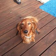 Gravhund Berta