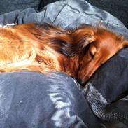 Gravhund Berta