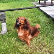 Gravhund Berta