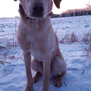 Labrador retriever Hillsbrook Laban