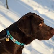 Labrador retriever Aslan *-Bor hos hans hundefar-*