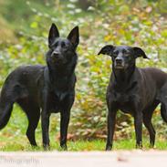 Australsk kelpie Asti