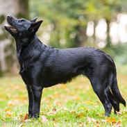 Australsk kelpie Asti