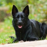 Australsk kelpie Asti