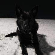 Australsk kelpie Asti