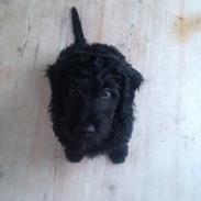 Blanding af racer (Doodle F2) Louis