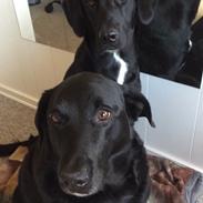 Blanding af racer Buster