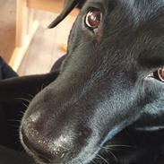 Blanding af racer Buster