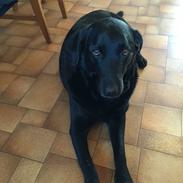 Blanding af racer Buster