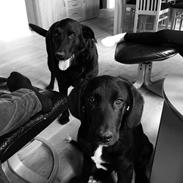 Blanding af racer Buster