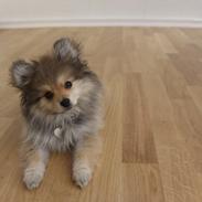Pomeranian Noma