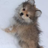 Pomeranian Noma