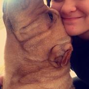Shar pei Karla.