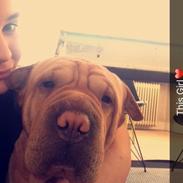 Shar pei Karla.