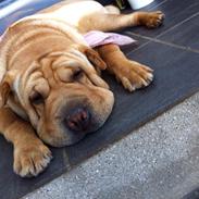 Shar pei Karla.