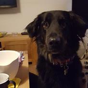 Blanding af racer Leika r.i.p. d. 19.05.18