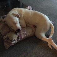 Blanding af racer "Hunden"